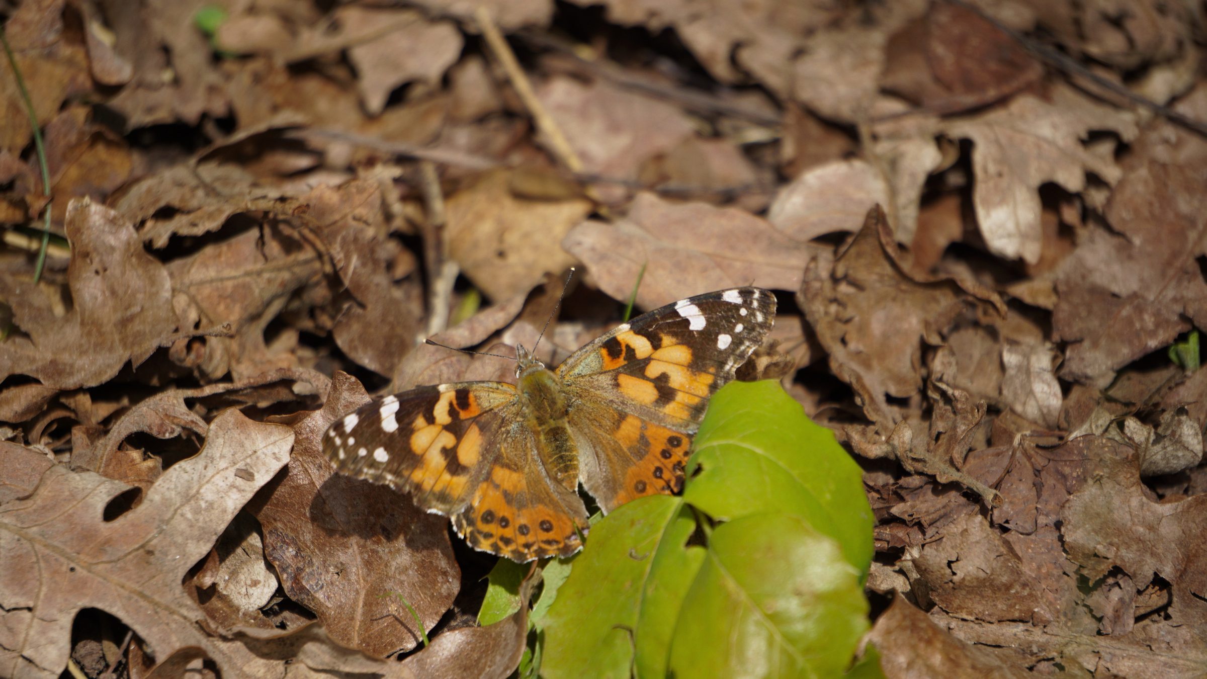 SLC Butterfly