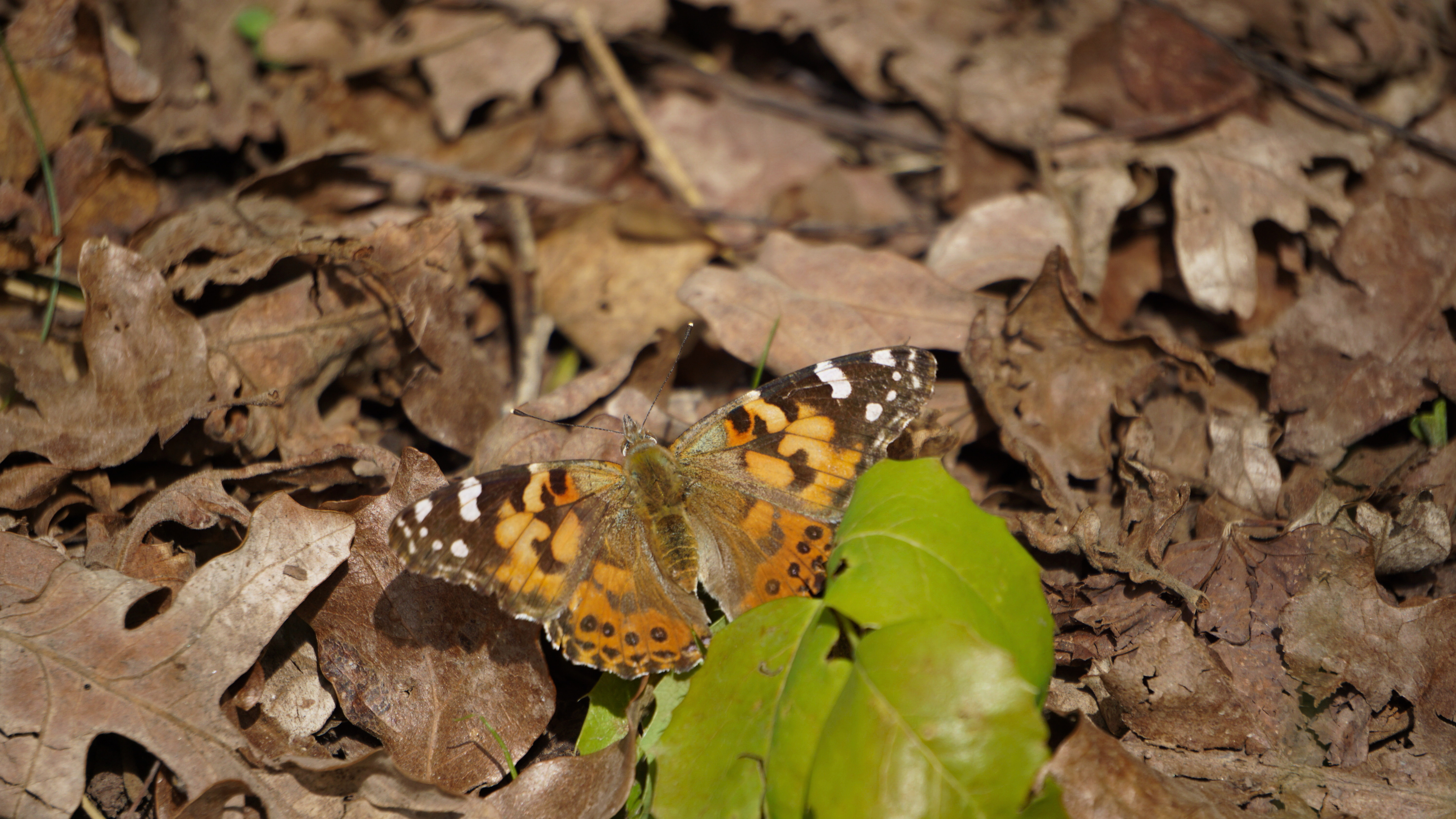 SLC Butterfly